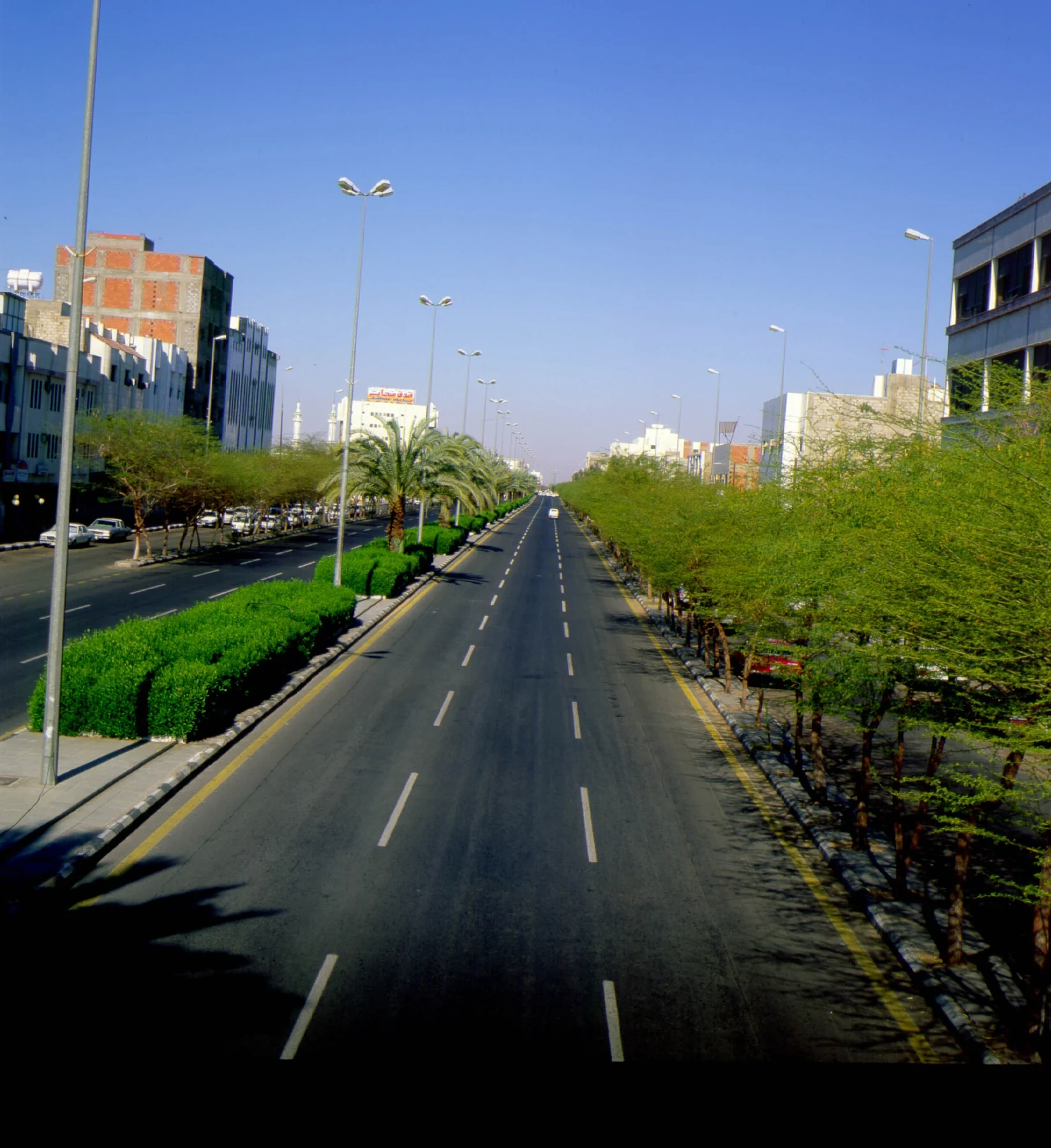 طريق مشجر في مدينة تبوك